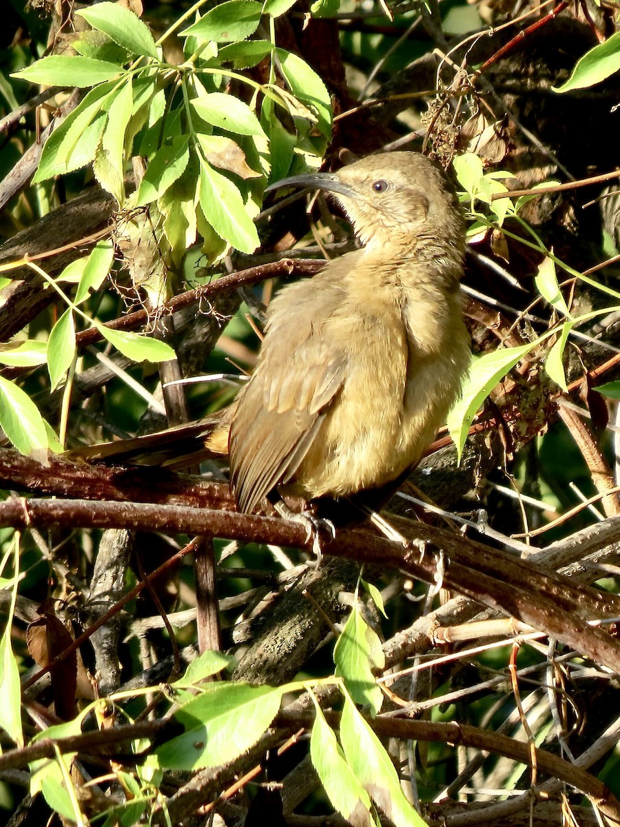 California Thrasher - ML622711439