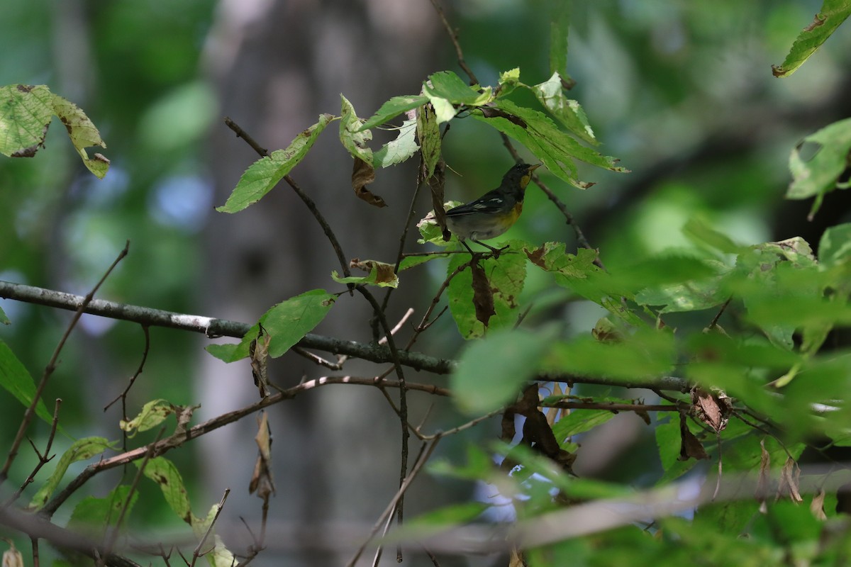 Northern Parula - ML622711478