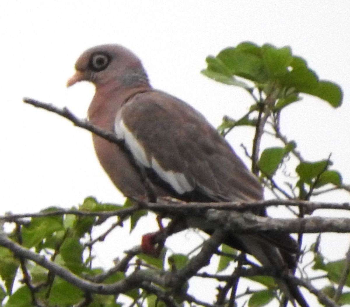 Bare-eyed Pigeon - ML622711493