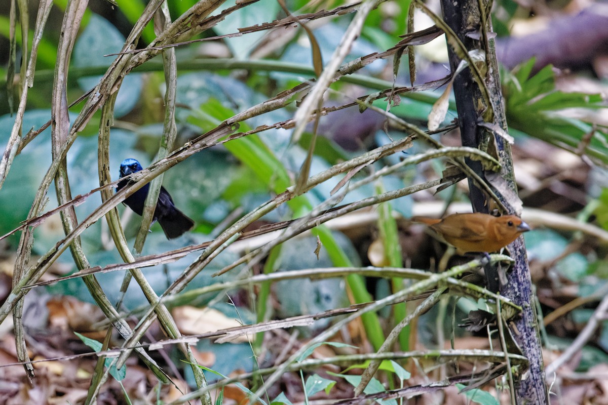 Blue Bunting - ML622711510