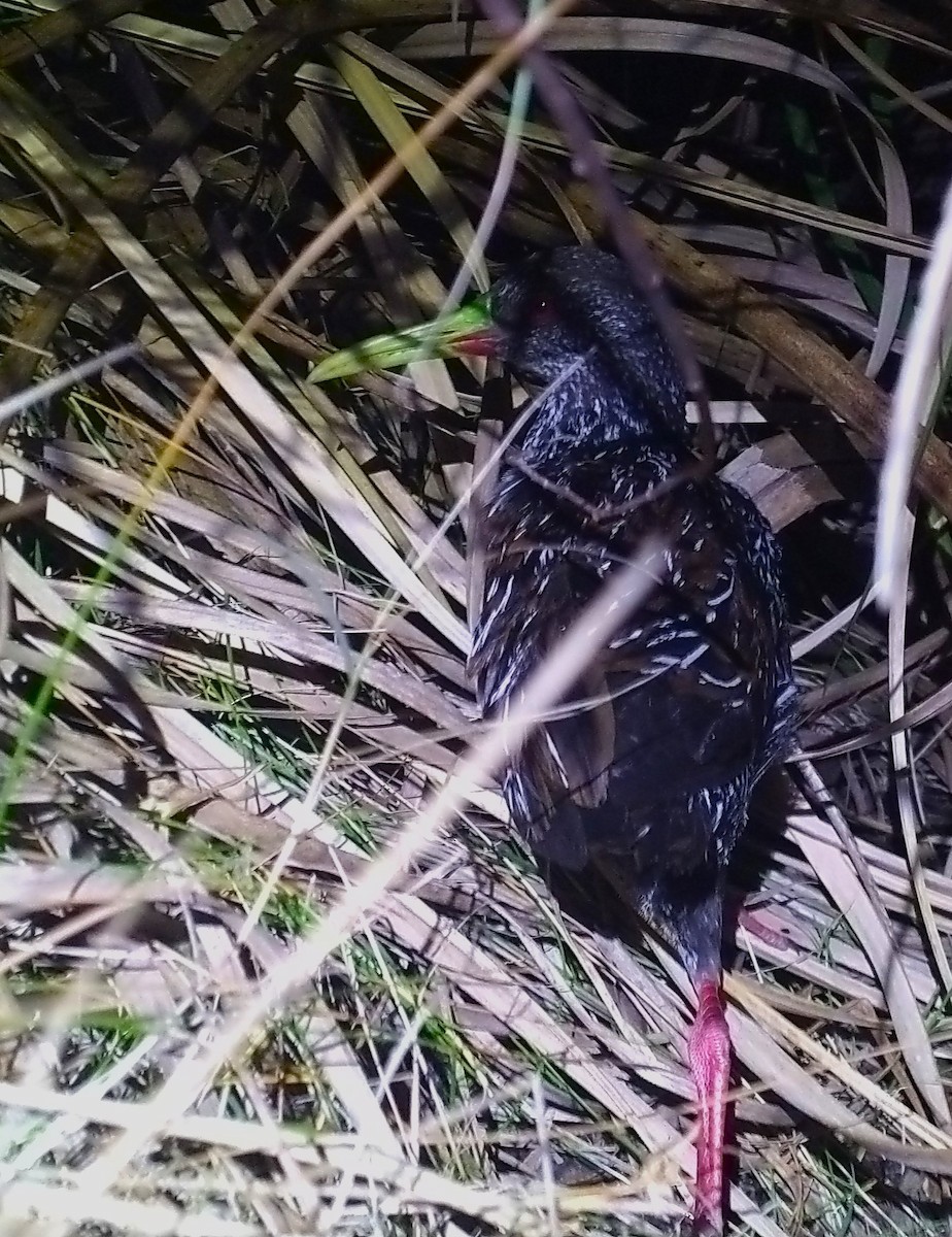 Spotted Rail - ML622711512