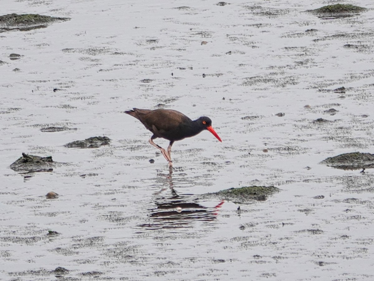 Black Oystercatcher - Brian Daniels