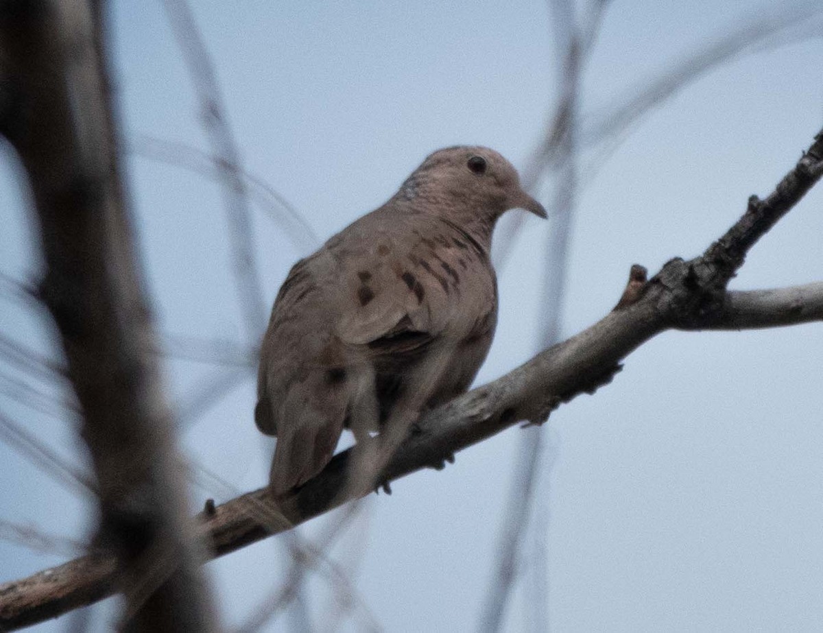 Common Ground Dove - ML622711597