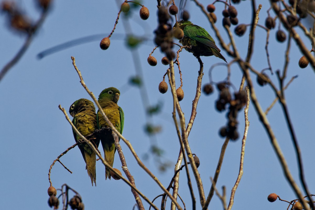 Conure naine - ML622711715