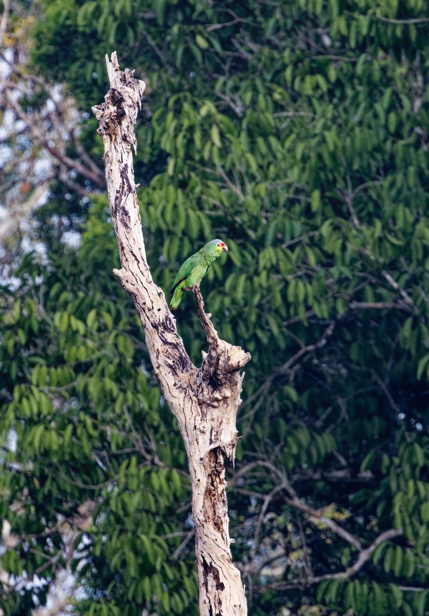 Amazone à diadème - ML622711724