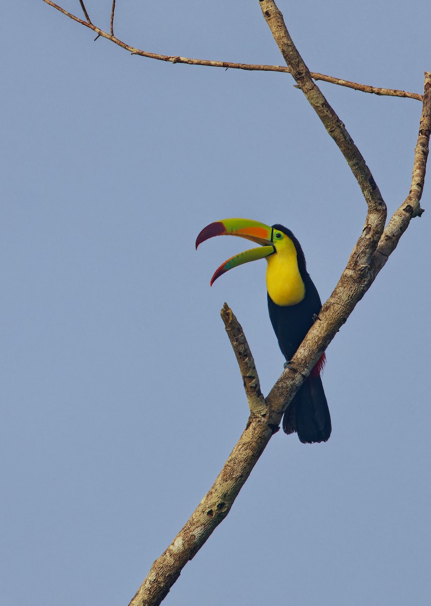 Toucan à carène - ML622711744