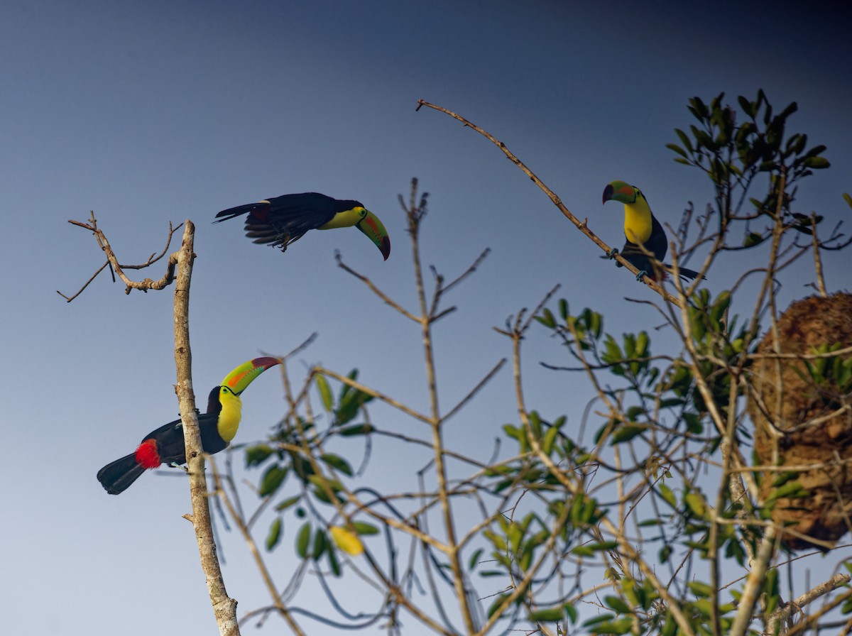 Toucan à carène - ML622711745