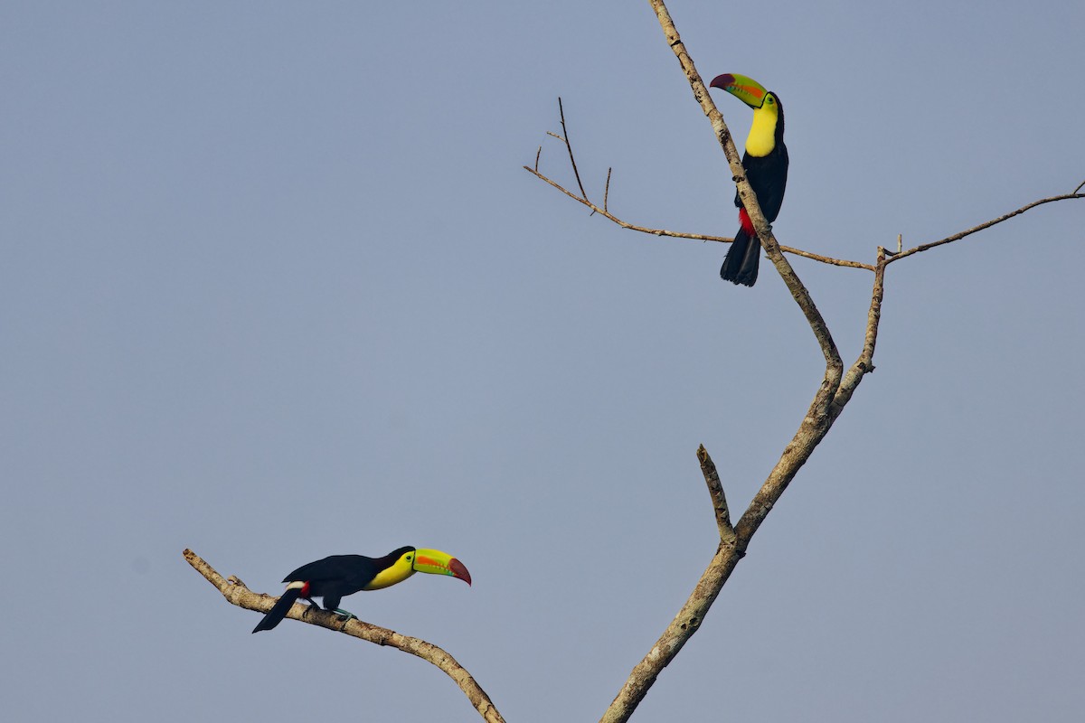 Keel-billed Toucan - Marie-Pierre Rainville