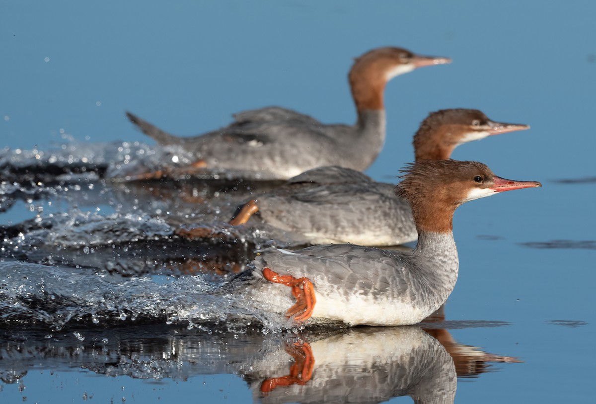 Common Merganser - ML622711772