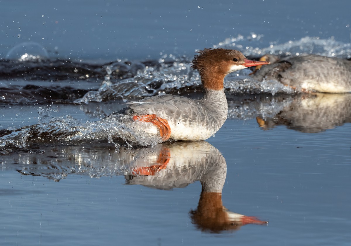 Common Merganser - ML622711773