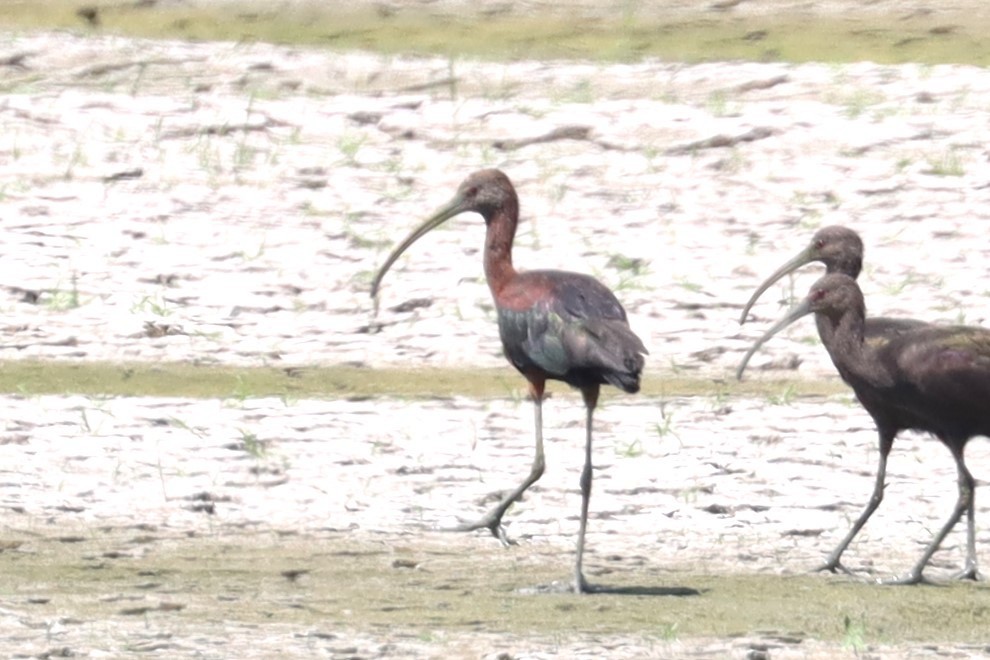 White-faced Ibis - ML622711784