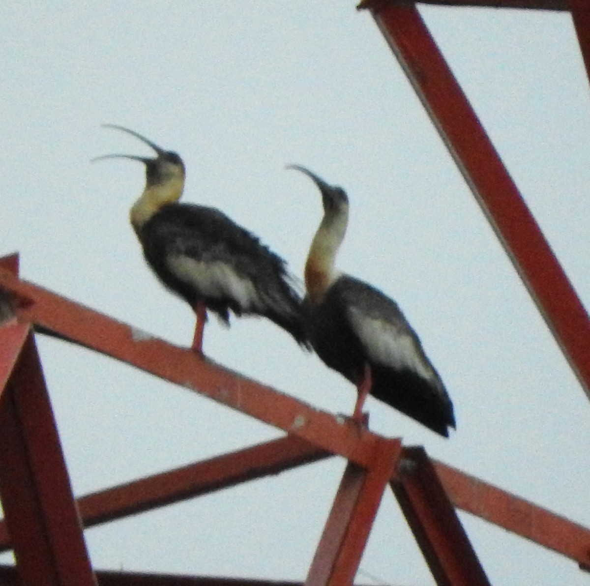 Buff-necked Ibis - ML622711798