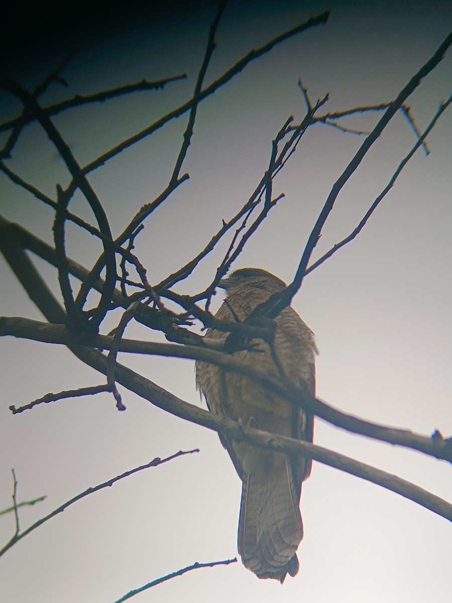 Chimango Caracara - ML622711799