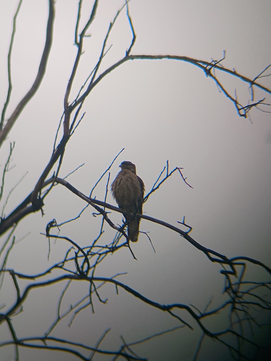 Chimango Caracara - ML622711800