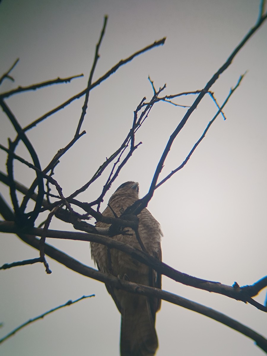 Chimango Caracara - ML622711801