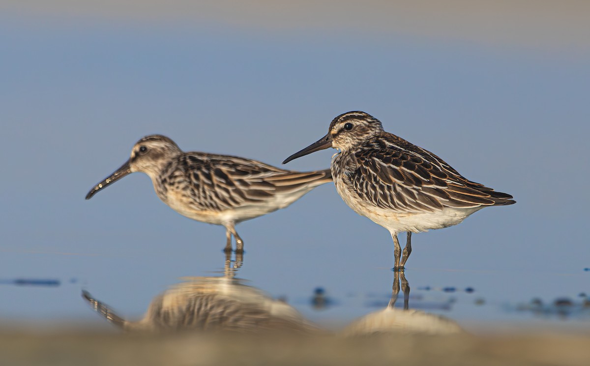 Broad-billed Sandpiper - shahar yogev