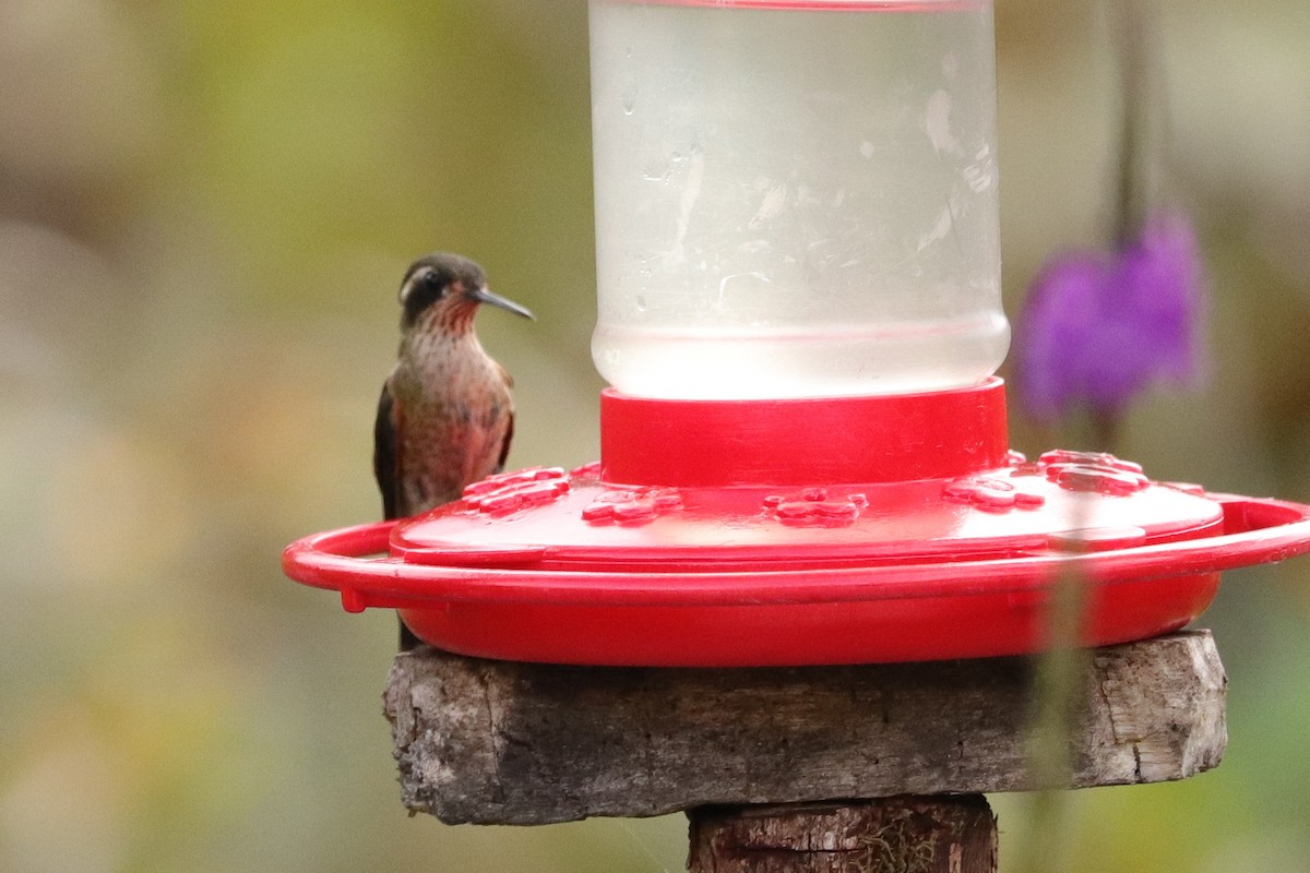 Speckled Hummingbird - ML622711858