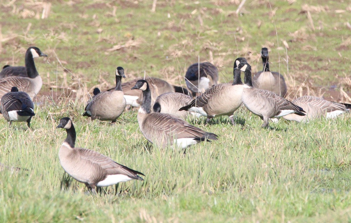 Cackling Goose - Liam Ragan