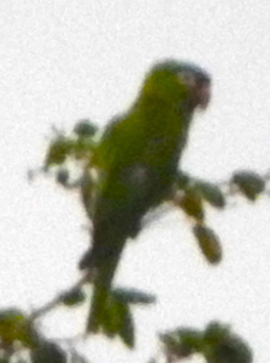 Blue-crowned Parakeet - ML622712023