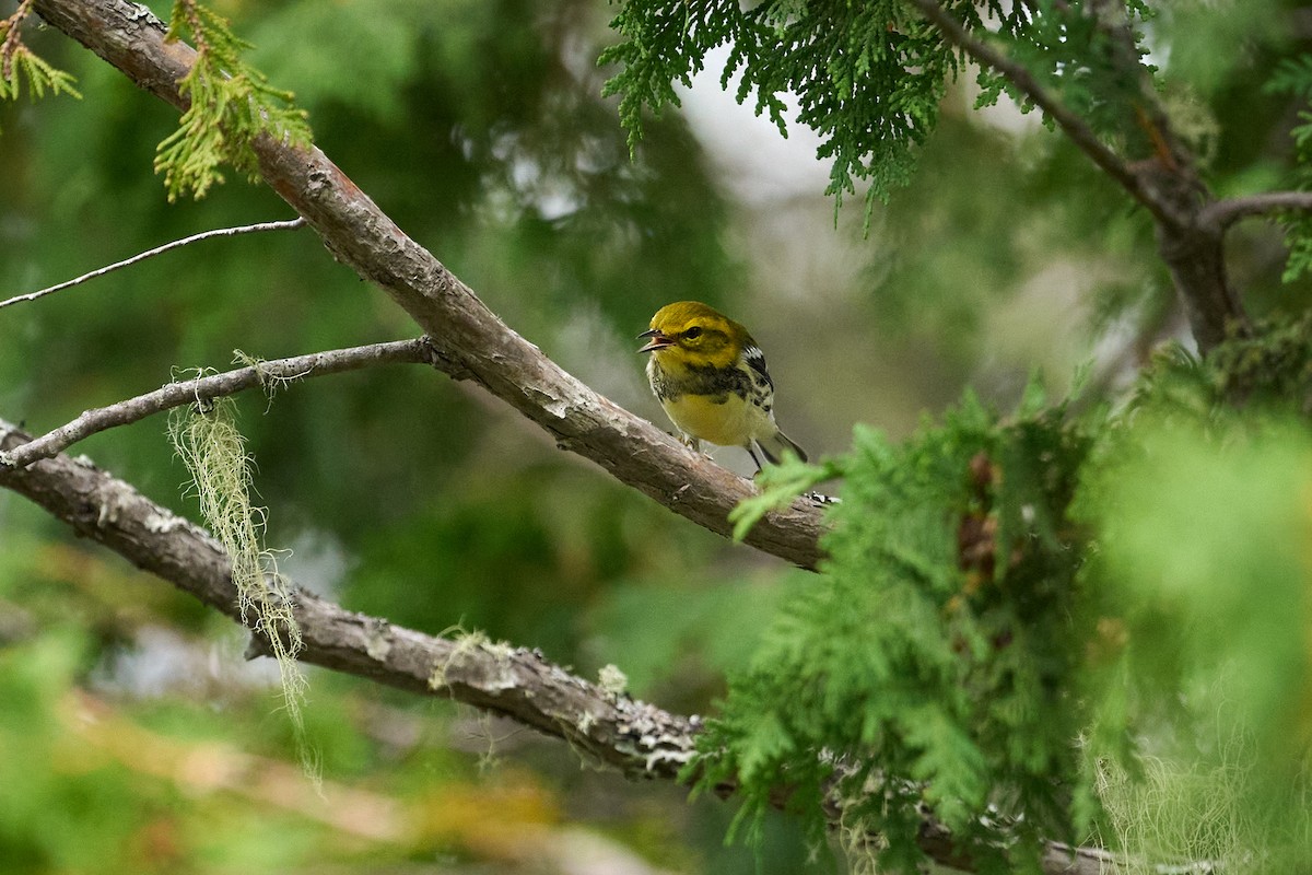 Grünmantel-Waldsänger - ML622712052