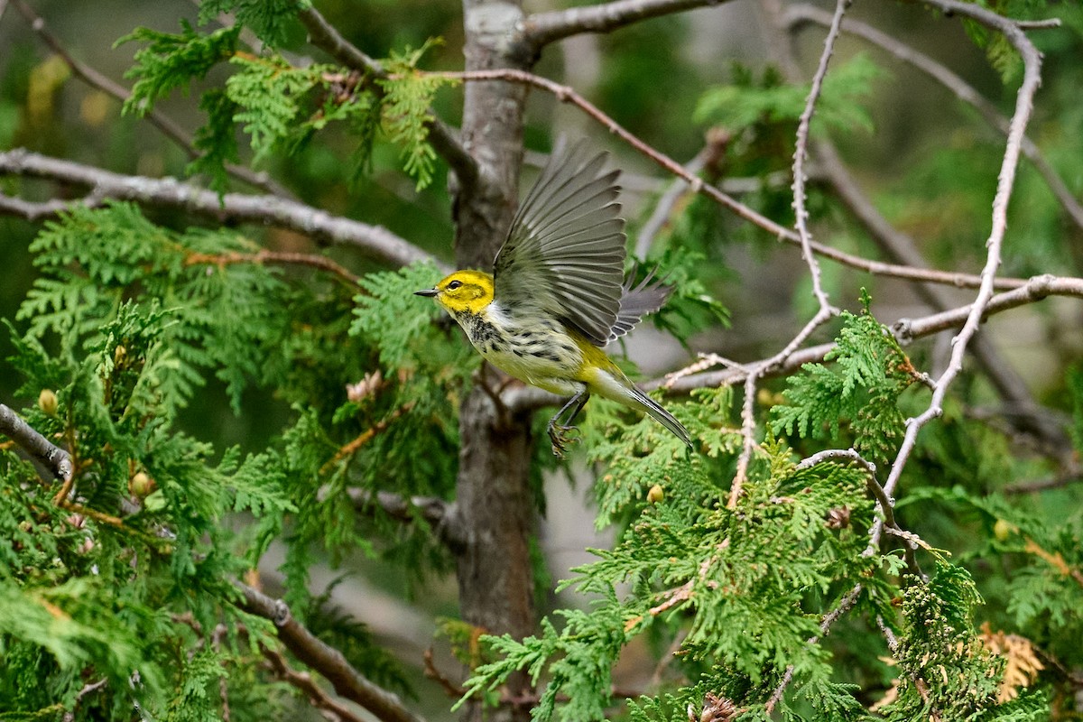 Grünmantel-Waldsänger - ML622712054