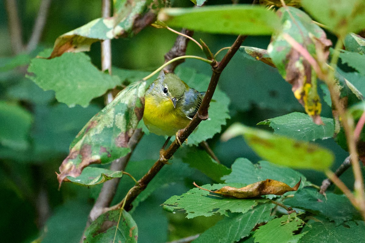 Northern Parula - Patrice St-Pierre