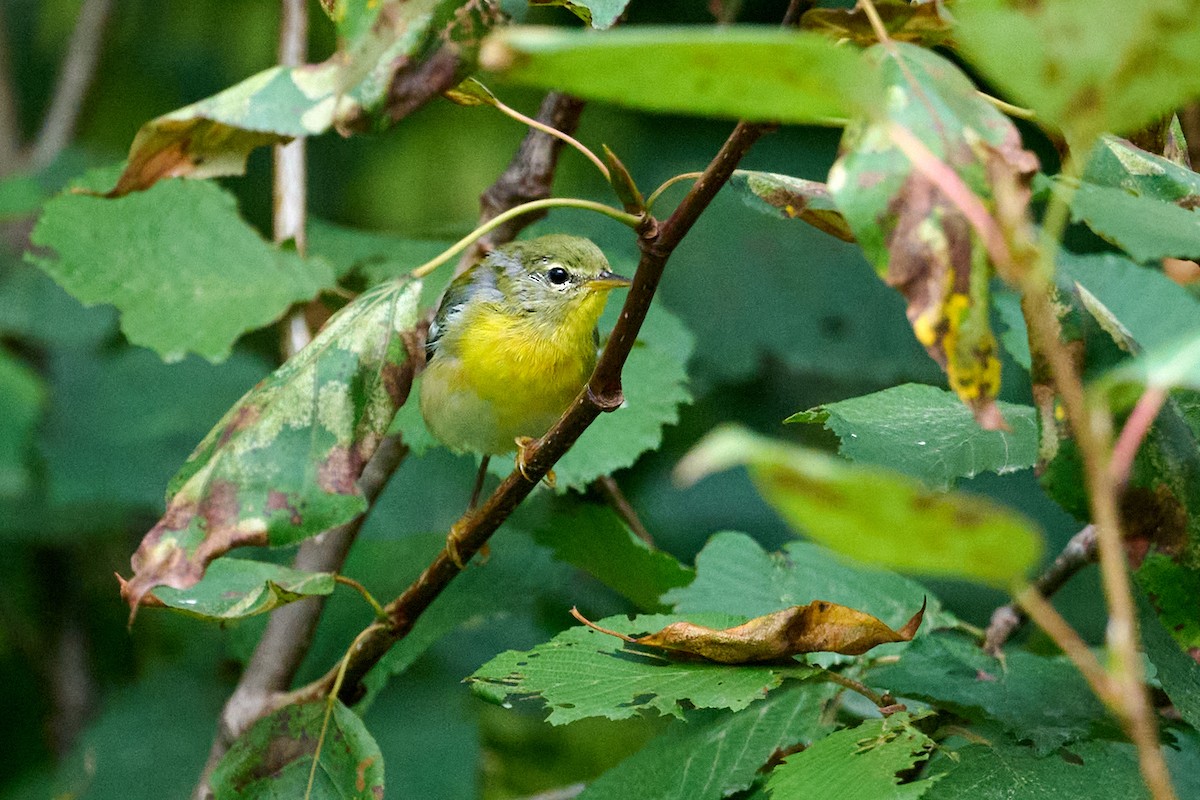 Meisenwaldsänger - ML622712070