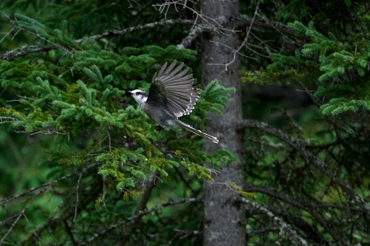 Canada Jay - ML622712087