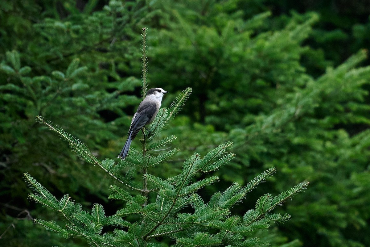 Canada Jay - ML622712088