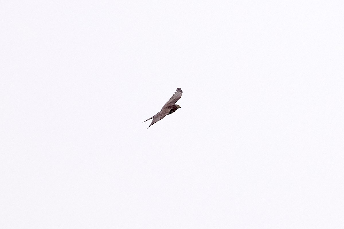 Sharp-shinned Hawk - Patrice St-Pierre