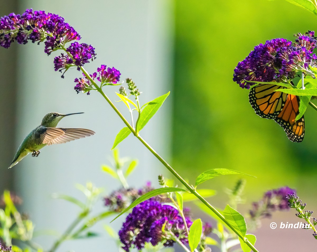 Ruby-throated Hummingbird - ML622712100