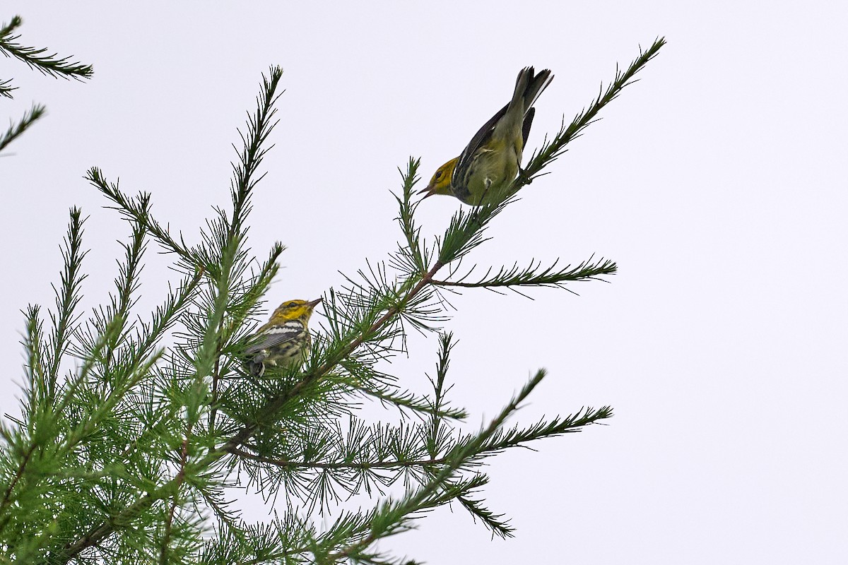 Black-throated Green Warbler - ML622712184