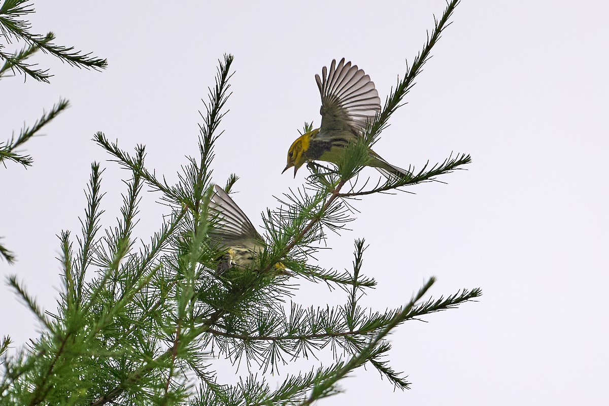 Grünmantel-Waldsänger - ML622712205