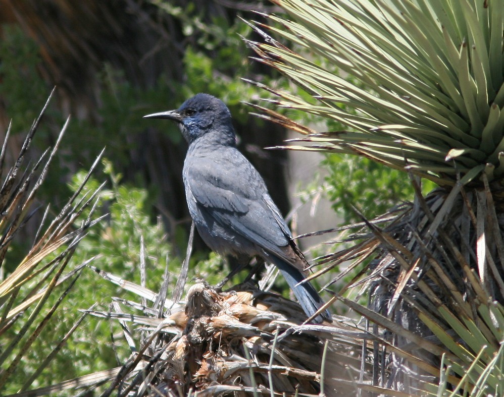 Pinyon Jay - ML62271221