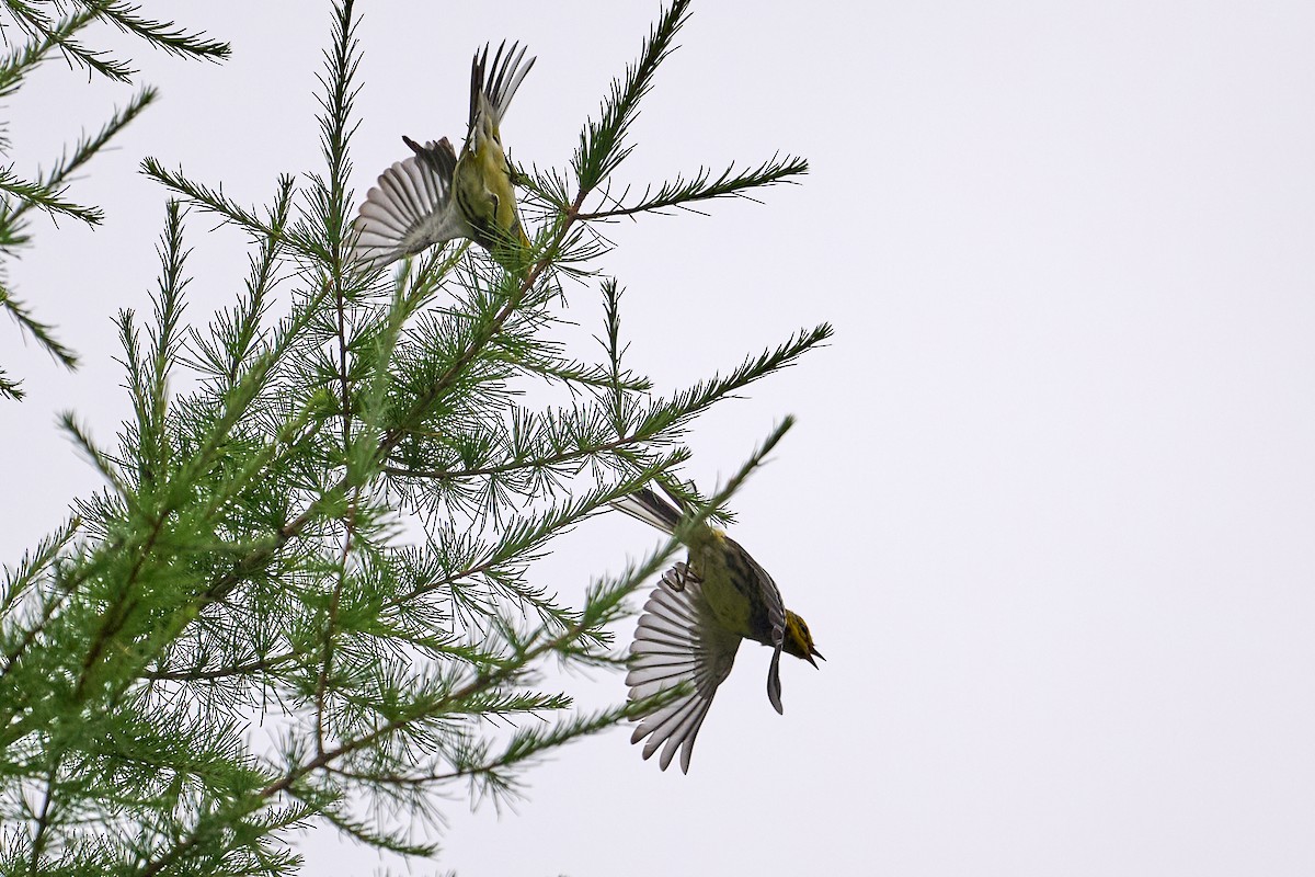 Grünmantel-Waldsänger - ML622712217