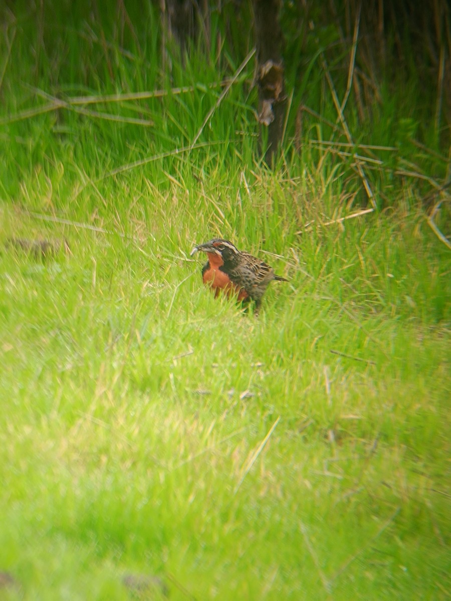 Long-tailed Meadowlark - ML622712219