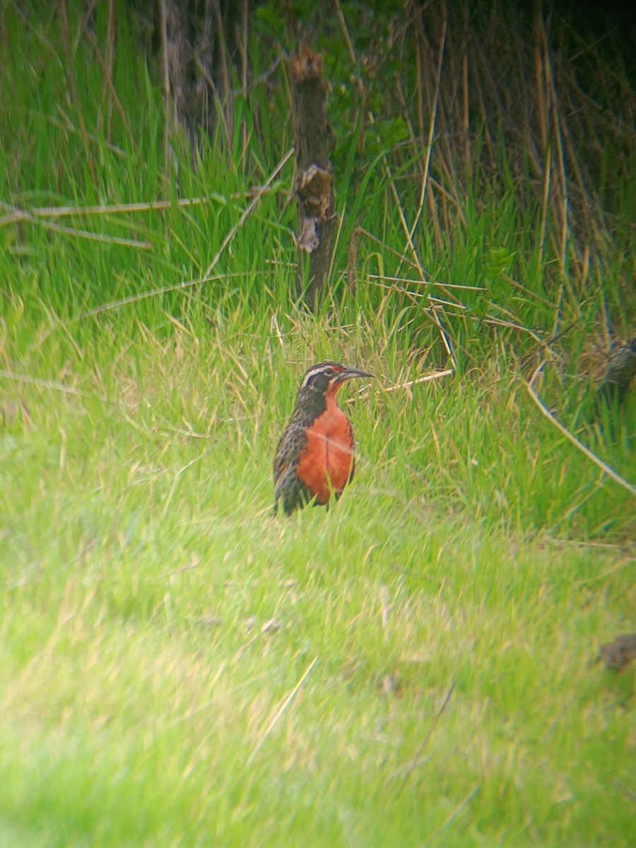 Long-tailed Meadowlark - ML622712220