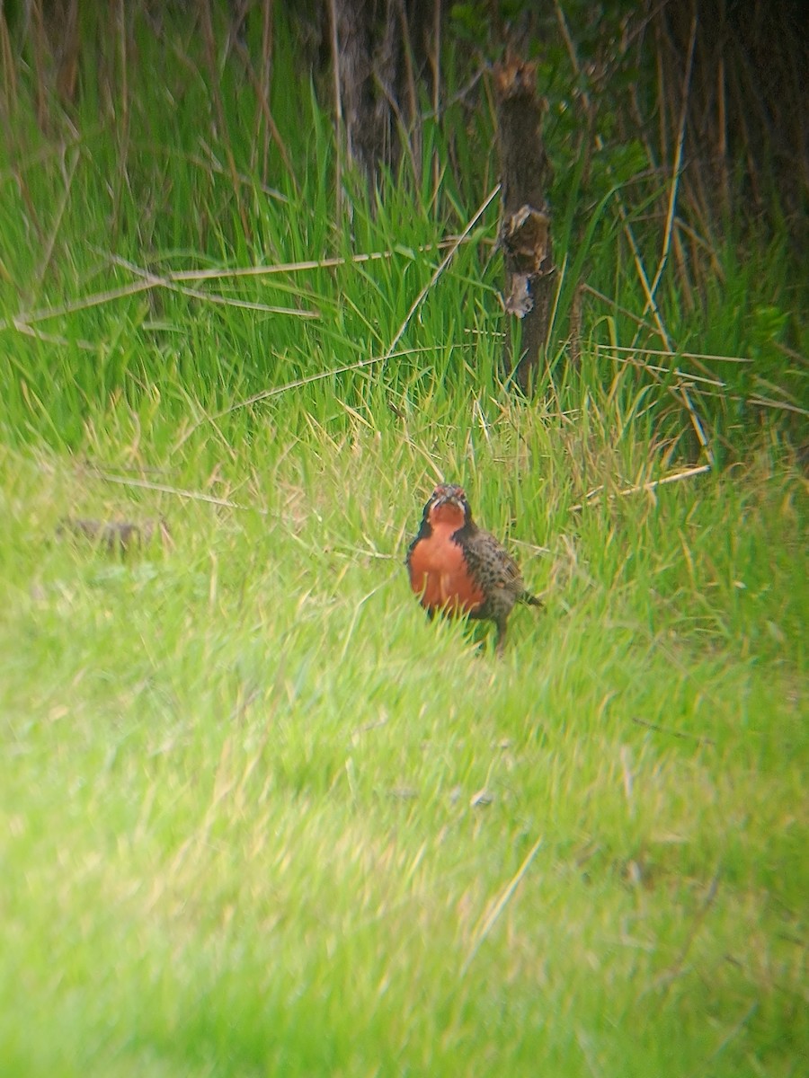 Long-tailed Meadowlark - ML622712221