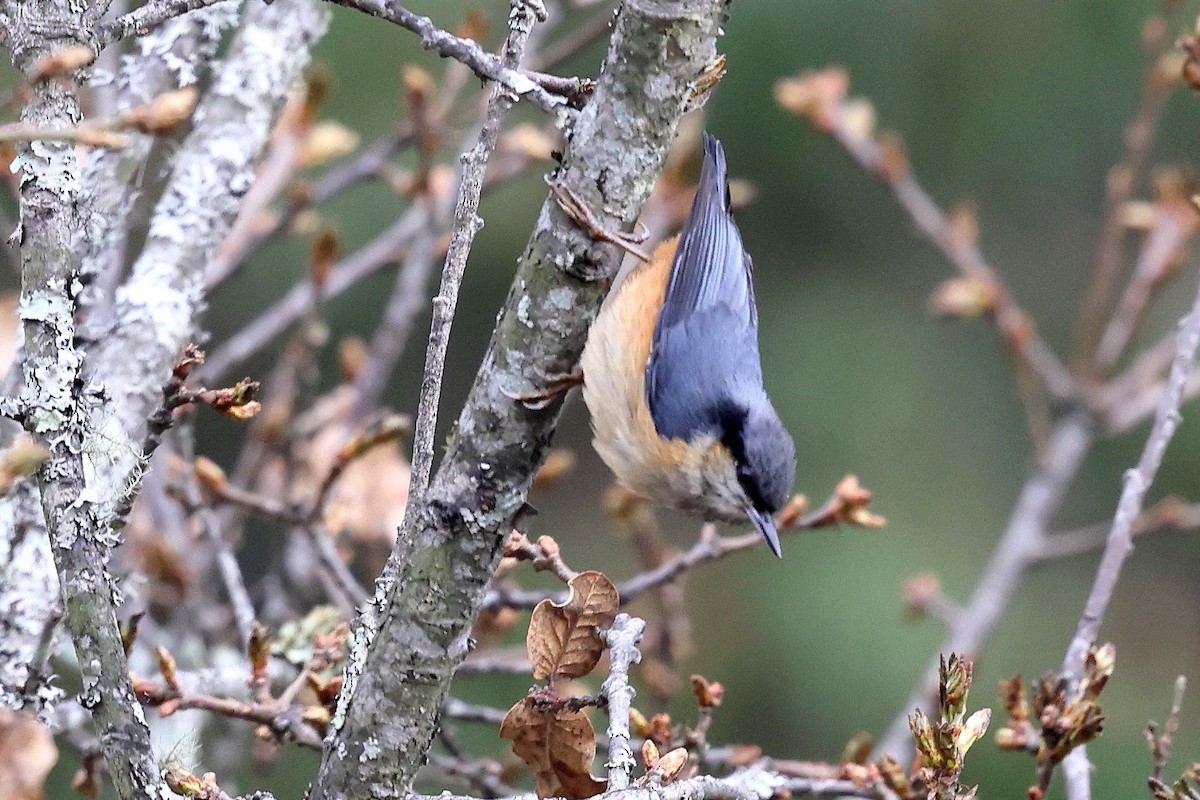 White-tailed Nuthatch - ML622712228