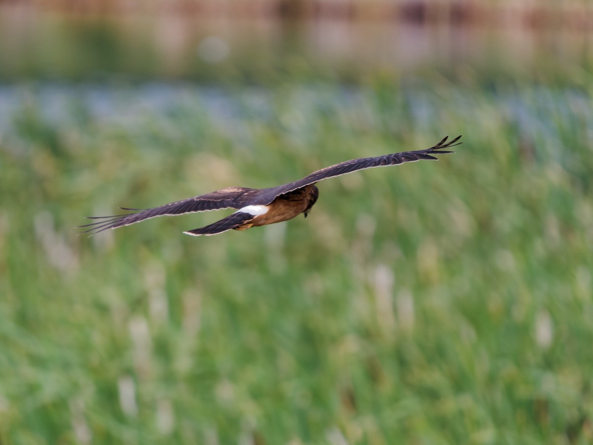 Northern Harrier - Dale Floer