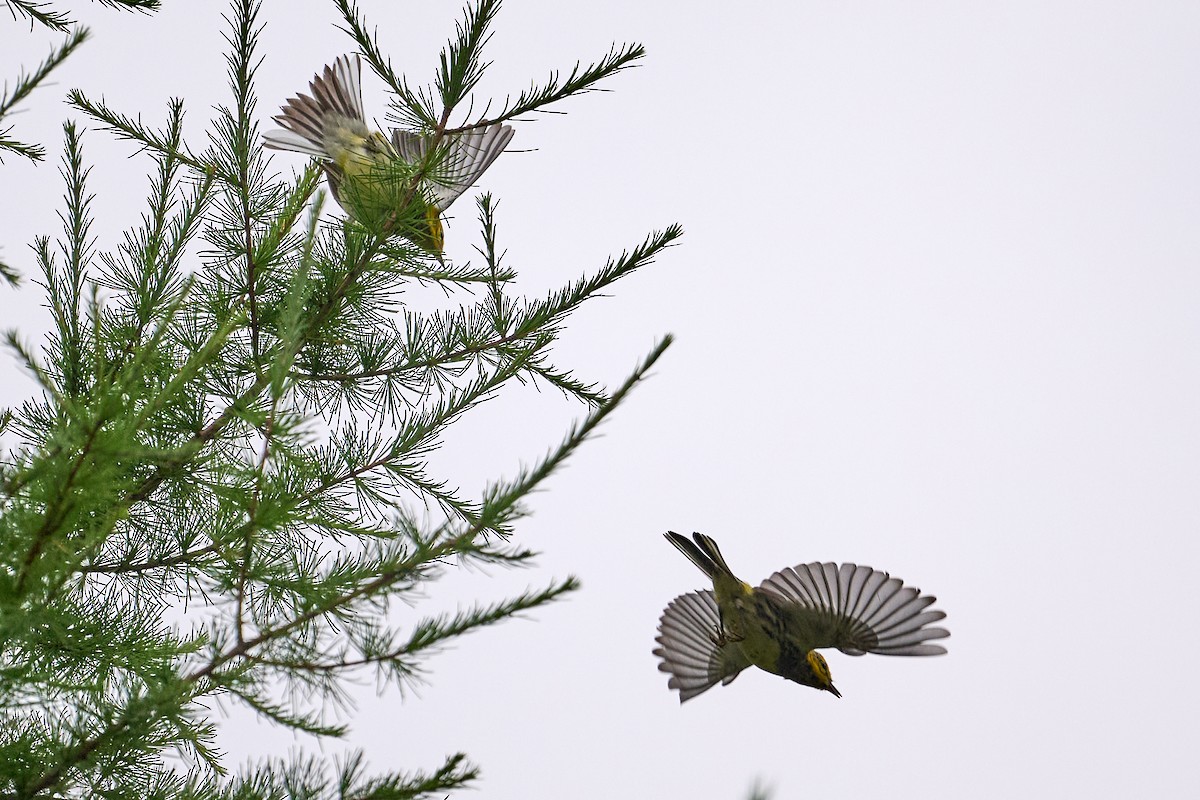 Grünmantel-Waldsänger - ML622712240