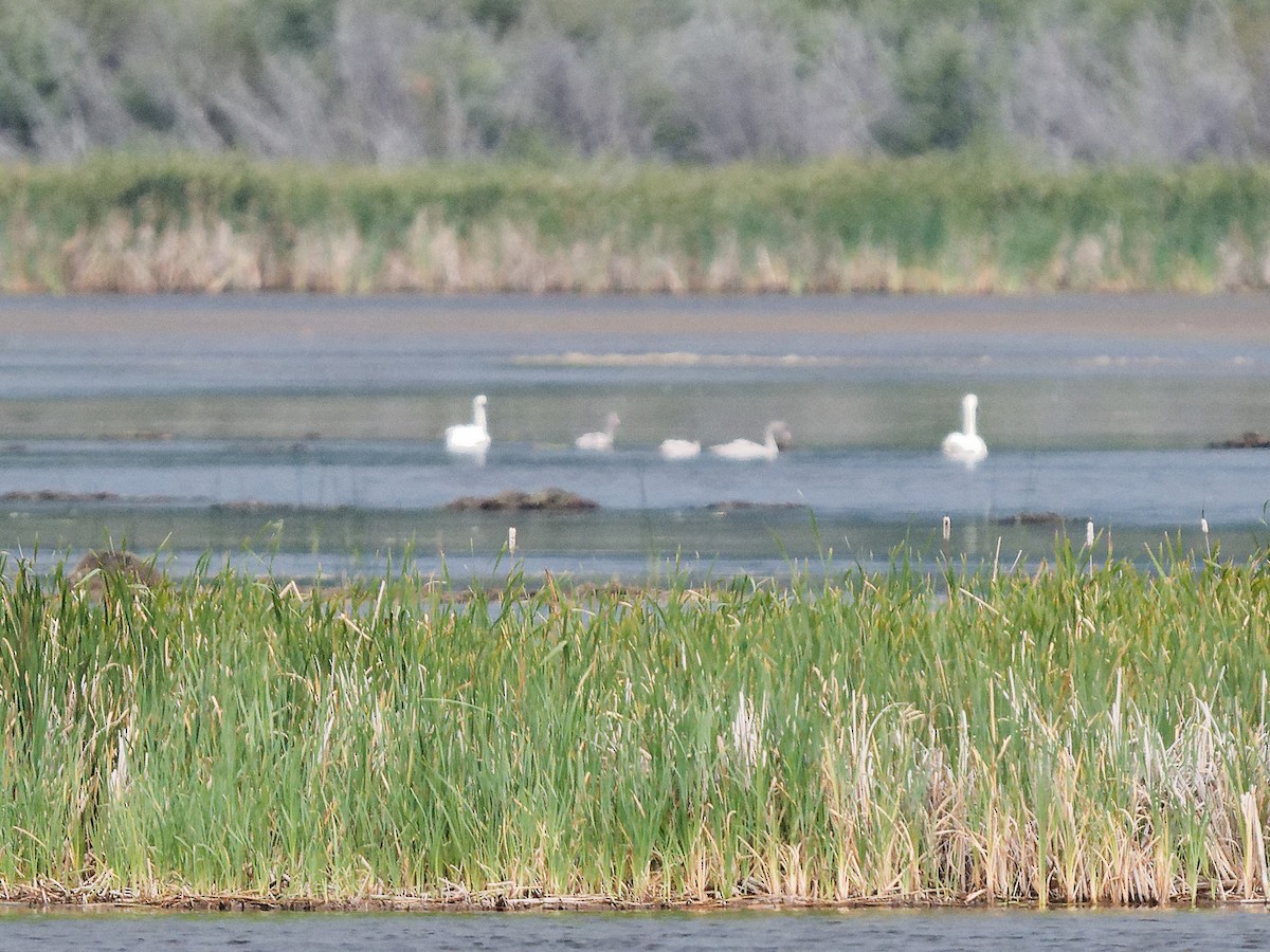 Trumpeter Swan - ML622712250