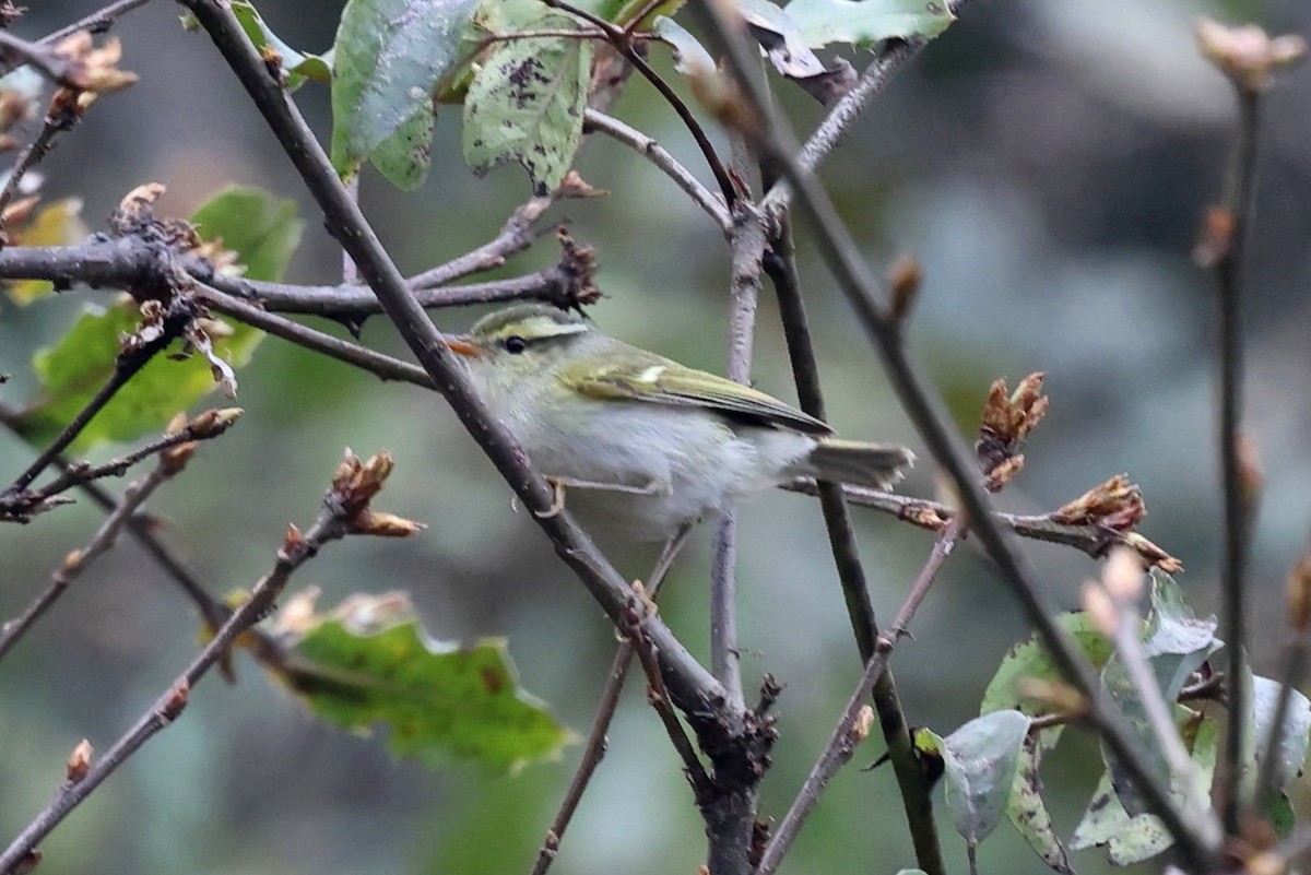 Blyth's Leaf Warbler - ML622712323