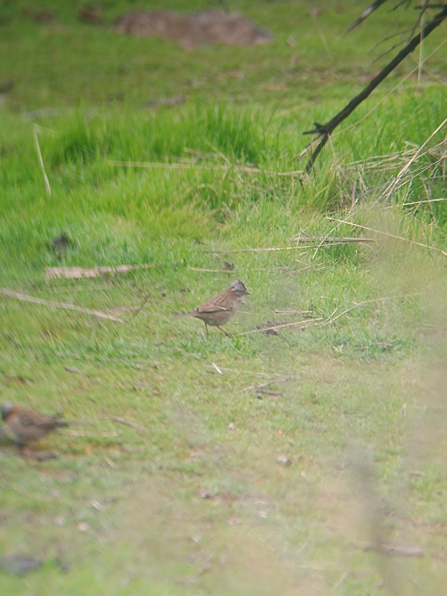 Rufous-collared Sparrow - ML622712326