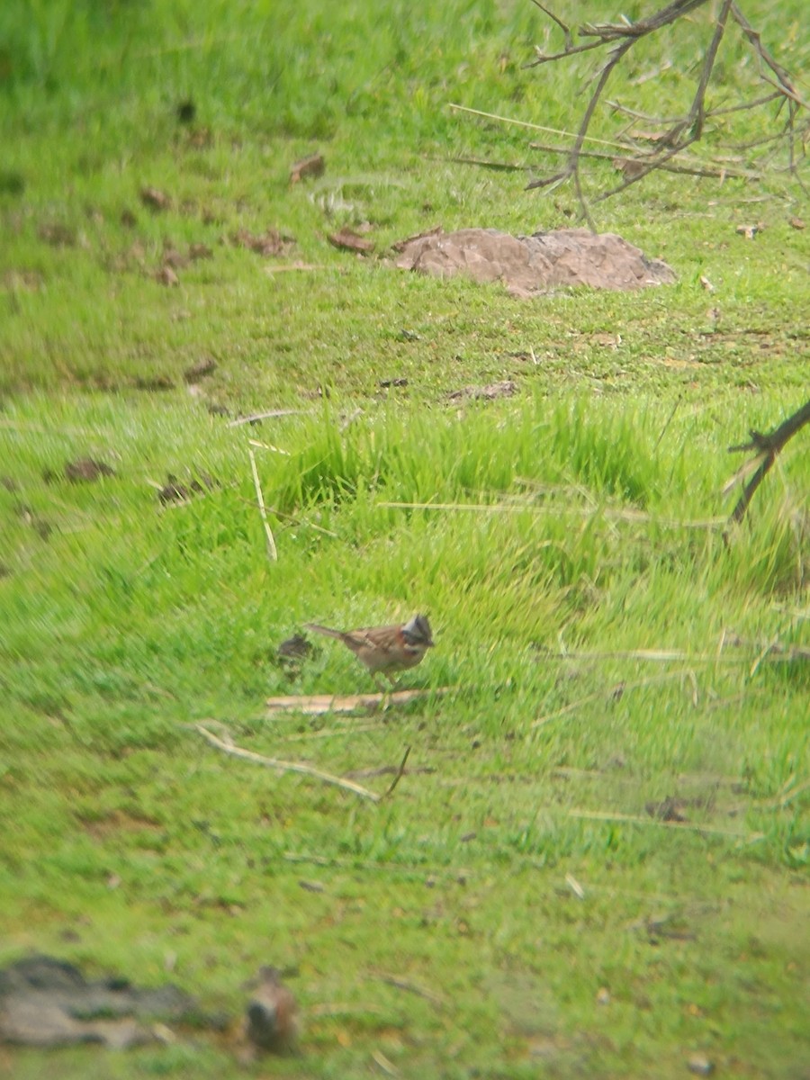 Rufous-collared Sparrow - ML622712327