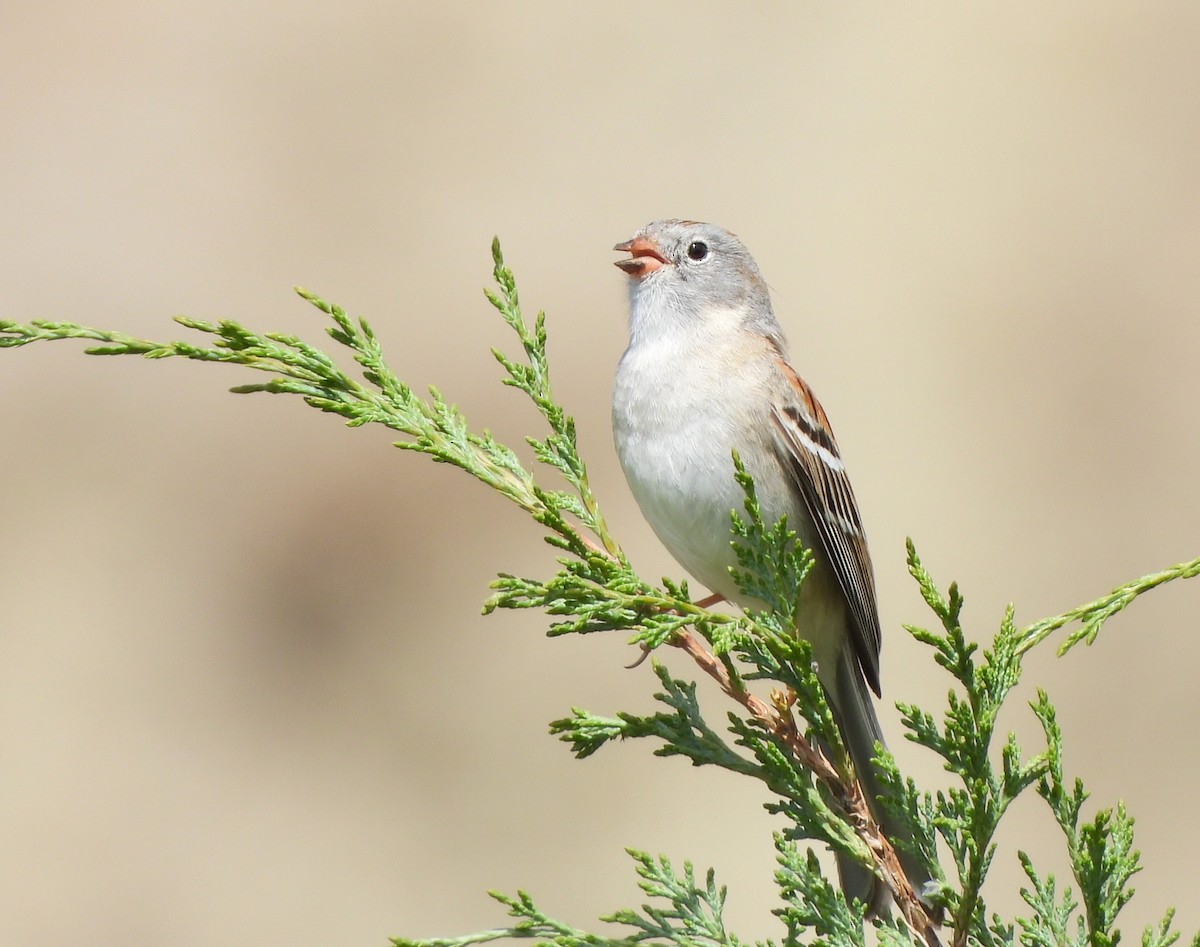 Field Sparrow - Jan Thom