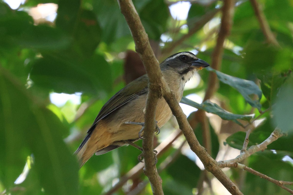 Green-winged Saltator - Miguel Podas