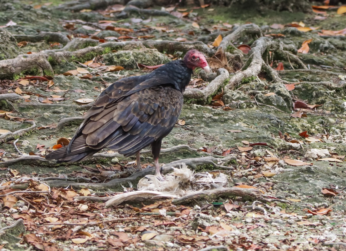 Turkey Vulture - T D Vuke