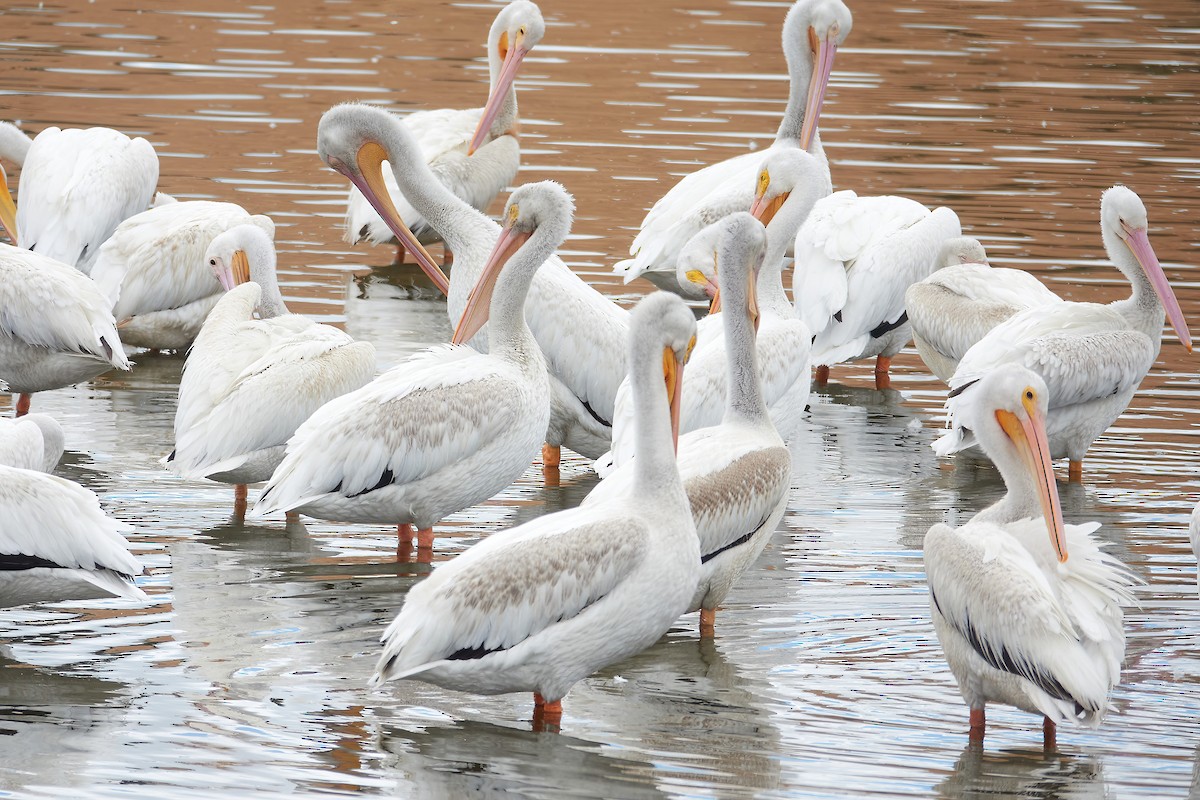 American White Pelican - ML622712393