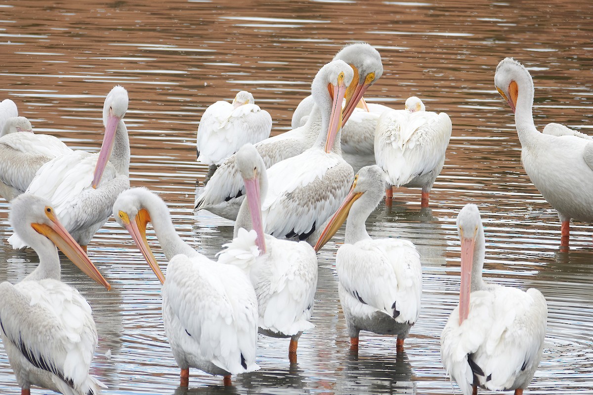 American White Pelican - ML622712394